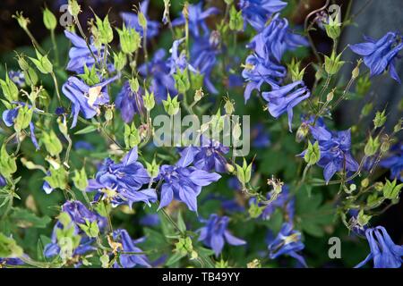 Aquilegia gemeinsamen Namen: Omas Motorhaube, Columbine woodlands Stockfoto