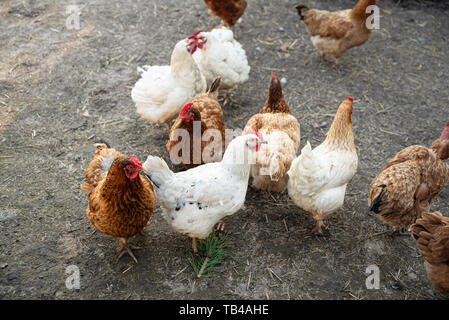 Hühner auf Hinterhof. Das Leben der Tiere, in der Ukraine. Stockfoto