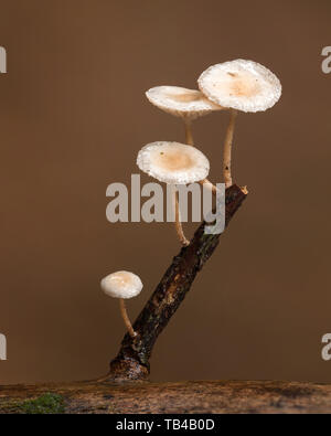 Kleine Pilze wachsen von kleinen Rhododendron Zweig im Herbst. Tipperary, Irland Stockfoto