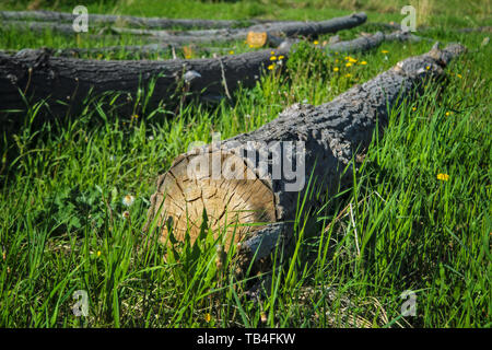 Das Fällen von Bäumen. Gesägt Protokolle, die auf dem Gras. Gesägt Baumstämme liegen auf dem grünen Rasen. Stockfoto