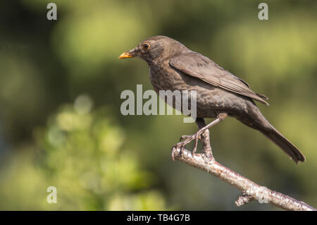 Weiblicher Blackbird, Turdus merula, thront im Frühlingssonnen 2019 auf einem Ast Stockfoto