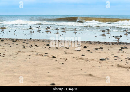 Rammstein auf dem Sand, Möwen am Strand Stockfoto