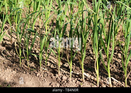 Grün, Knoblauch oder Allium sativum bauchigen junge Pflanze in Zeilen in lokalen städtischen Garten mit trockener Erde mit warmen und sonnigen Frühling umgeben gepflanzt Stockfoto