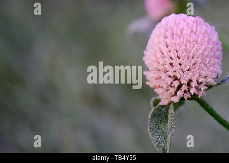 Klee in der Morgendämmerung Stockfoto