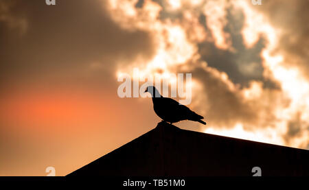 Eine wilde Taube auf dem Dach gegen ein dramatischer Himmel Bild mit Kopie Raum im Querformat Silhouette Stockfoto