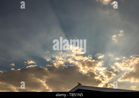 Eine wilde Taube auf dem Dach gegen ein dramatischer Himmel Bild mit Kopie Raum im Querformat Silhouette Stockfoto