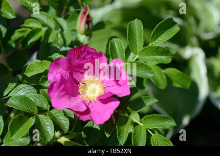 Schöne dogrose Blume Nahaufnahme an einem sonnigen Tag Stockfoto