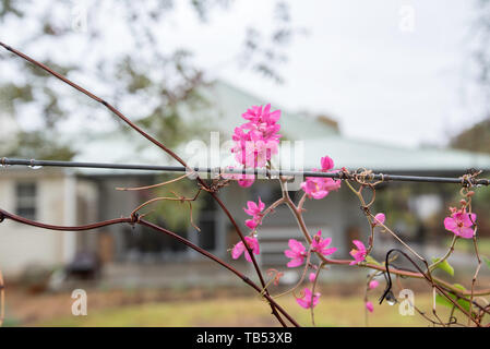 Rosa Blüte Coral Weinstock (Antigonon leptopus Haken) Nach einer jüngsten Regenschauer, wächst an einem Zaun vor einer australischen Farm House Stockfoto