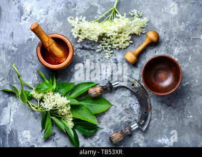 Holunder, blühende Heilpflanze. Heilpflanzen. Sambucus nigra. Blütenstand und Blätter von holunderblüten Stockfoto