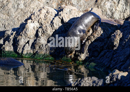 Baby New Zealand fur Seal Stockfoto