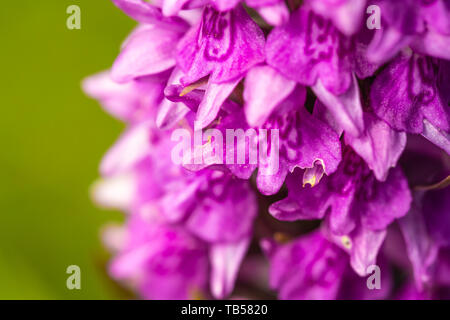 Kreative Makro Foto von Marsh Orchid fllower nur auf ein paar einzelne Blüten. Stockfoto