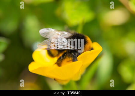 Kreative Fokus Makro Foto von Buff tailed bumblebee Fütterung auf Buttercup Blume Seite - auf. Nur Flügel im Fokus. Stockfoto