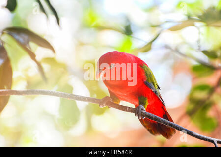 Chattering Lory Papagei auf Zweig Baum nuture grüner Hintergrund - schöner roter Papagei Vogel (Lorius garrulus) Stockfoto