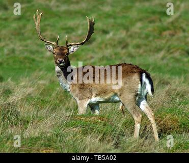 Damwild starrte Stockfoto