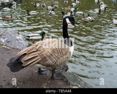 Gans mit Enten am See Goodacre, Beacon Hill Park, Fairfield, Victoria, Britisch-Kolumbien, Kanada Stockfoto