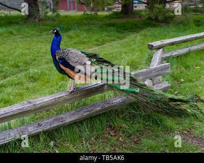 Pfau auf einem hölzernen Zaun, Beacon Hill Park, Fairfield, Victoria, Britisch-Kolumbien, Kanada Stockfoto