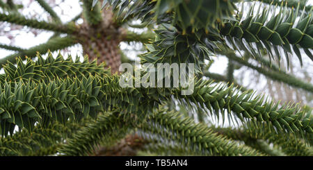 In der Nähe von Monkey Puzzle Tree (Araucaria araucana), Beacon Hill Park, Victoria, British Columbia, Kanada Stockfoto