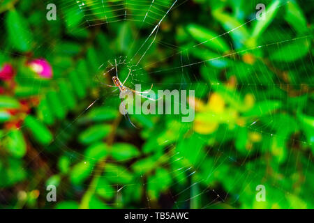 Spinne im Spinnennetz mit Vegetation Hintergrund Stockfoto