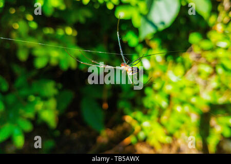 Spinne im Spinnennetz mit Vegetation Hintergrund Stockfoto