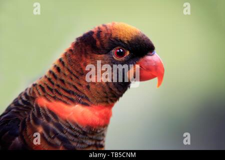 Weiß cub Lory (Pseudeos fuscata), Erwachsener, Tier Portrait, Mount Lofty, South Australia, Australien Stockfoto