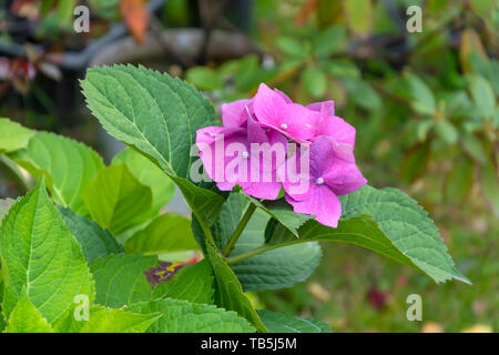 Wunderschöne Hortensie Bush im Botanischen Garten Stockfoto