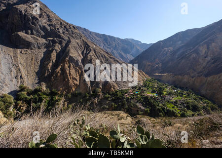 Oasis oder Park Sangalle im Colca Canyon, Cabanaconde Bezirk, Peru Stockfoto