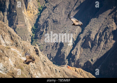 Herrliche Andenkondor (Vultur gryphus) mühelos gleiten über Colca Canyon, vom Cruz del Cóndor Lookout, Cabanaconde Bezirk, Peru gesehen Stockfoto