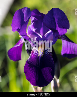 "Joanna" Tall Bearded Iris, Skäggiris (Iris germanica) Stockfoto