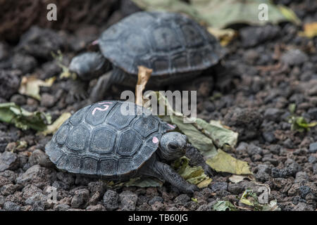 Baby Galapagos Riesenschildkröten (Chelonoidis nigra), Teil einer headstart Programm an der Charles Darwin Forschungsstation auf den Galapagos Inseln. Stockfoto