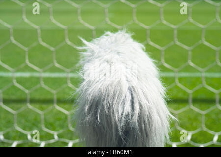 Professional sport microphone on a soccer field behind the net Stockfoto