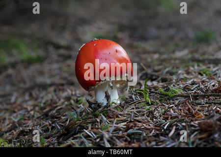 Pilze, Dumfries und Galloway, SW Schottland Stockfoto