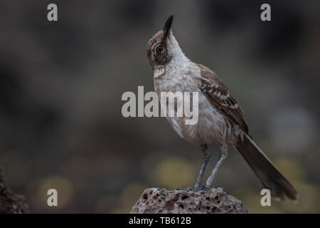 Die Galapagos Spottdrossel (Mimus parvulus parvulus) von der Insel Santa Cruz. Diese Vögel sind endemisch auf die Galapagos Inseln. Stockfoto