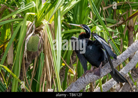 Schöne Australasian darter Vogel und jackfruit Werk in Kakadu National Park, Australien Stockfoto