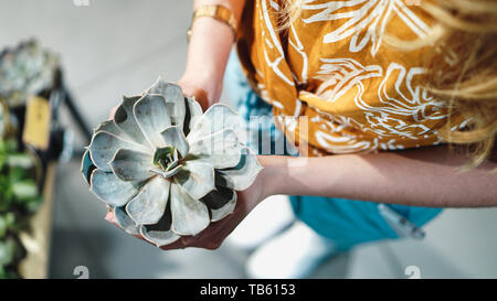 Nahaufnahme von womans Hände, die Blume im Topf - modische Farben Stockfoto