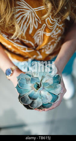 Nahaufnahme von womans Hände, die Blume im Topf - modische Farben Stockfoto