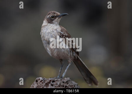 Die Galapagos Spottdrossel (Mimus parvulus parvulus) von der Insel Santa Cruz. Diese Vögel sind endemisch auf die Galapagos Inseln. Stockfoto