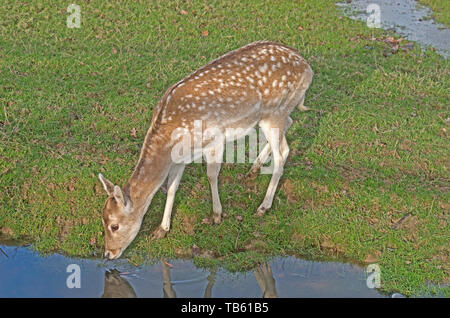 Damwild Cervus Dama Captive Stockfoto