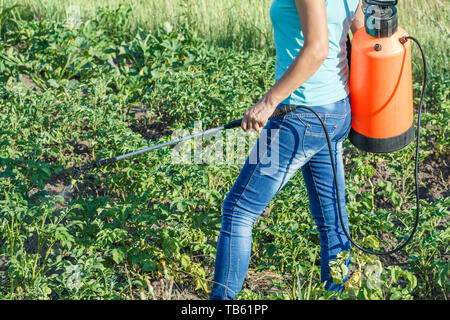 Gärtner ist der Schutz Kartoffeln Pflanzen aus pilzlichen Krankheiten oder Schädlinge mit Druck Sprüher im Garten. Stockfoto