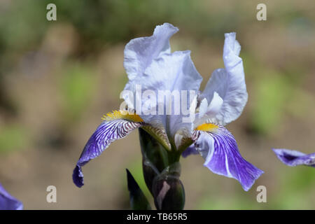 Schöne Iris Blume lila Farbe im Garten an einem sonnigen Tag close up Stockfoto