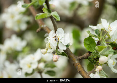 Honigbiene bestäubt Apfelblüte im Frühling Garten Stockfoto