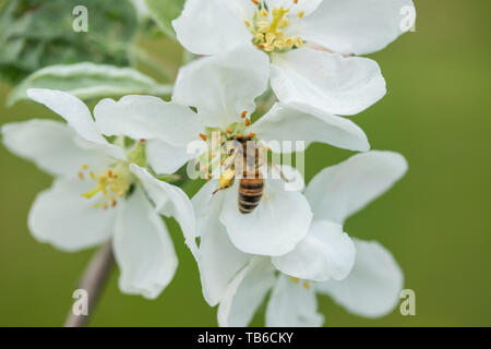 Honigbiene bestäubt Apfelblüte im Frühling Garten Stockfoto