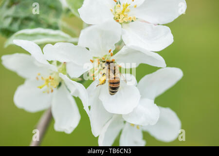 Honigbiene bestäubt Apfelblüte im Frühling Garten Stockfoto