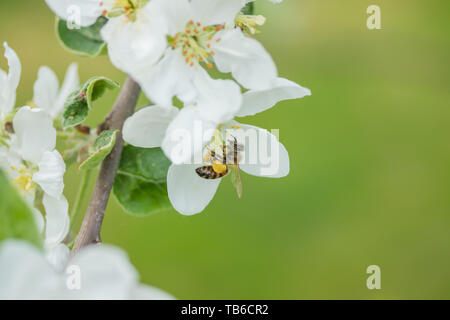 Honigbiene bestäubt Apfelblüte im Frühling Garten Stockfoto