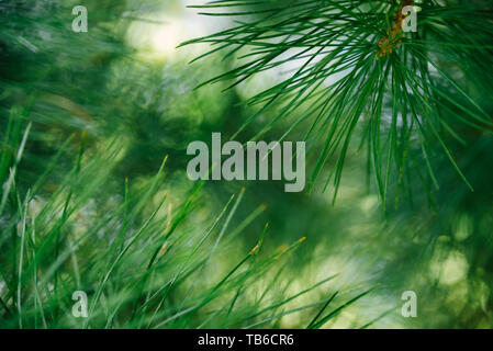 Kiefer Zweig am Baum an einem sonnigen Tag in Wald. Selektiver Fokus, Bokeh Stockfoto