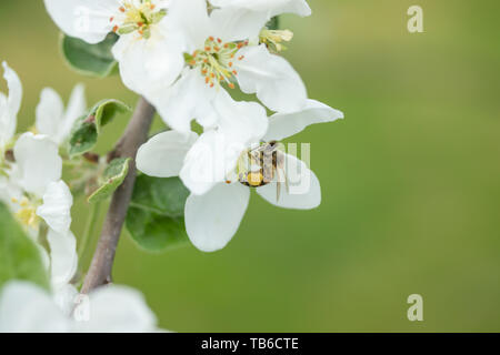 Honigbiene bestäubt Apfelblüte im Frühling Garten Stockfoto