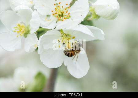 Honigbiene bestäubt Apfelblüte im Frühling Garten Stockfoto