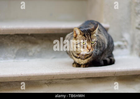 Streunende Katze auf der Straße von Riomaggiore, die grösste der fünf Jahrhunderte alte Dörfer der Cinque Terre, auf robusten Nordwestküste von Italienischen R Stockfoto