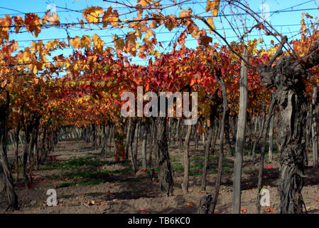 Gelb und Orange Weinberge zu Beginn des Herbstes in Mendoza, Argentinien. Stockfoto