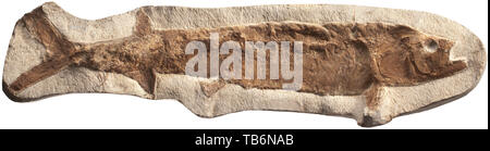 Eine versteinerte Fische, Marokko, Kreidezeit, etwa 100 Millionen Jahre alt. Wahrscheinlich ein Ichthyodectes. Die freiliegenden Details deutlich sichtbar. Länge der fossilen 73 cm. Selten in dieser Größe gefunden. Handwerk, Handwerk, Handwerk, Objekt, Objekte, Stills, Clipping, Clippings, Ausschneiden, Ausschneiden, Ausschnitten, historischen, historische Vorgeschichte, Additional-Rights - Clearance-Info - Not-Available Stockfoto