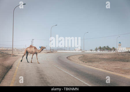 Ein Kamel ist über die Straße in der Nähe von Salalah, Oman Stockfoto